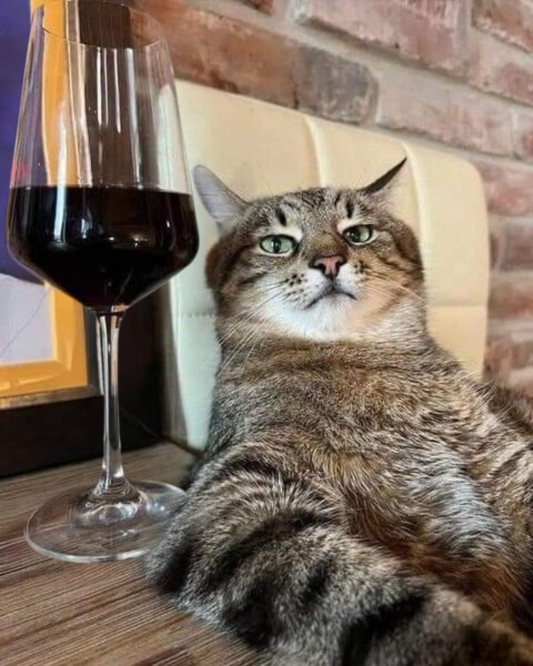 Wine Cat